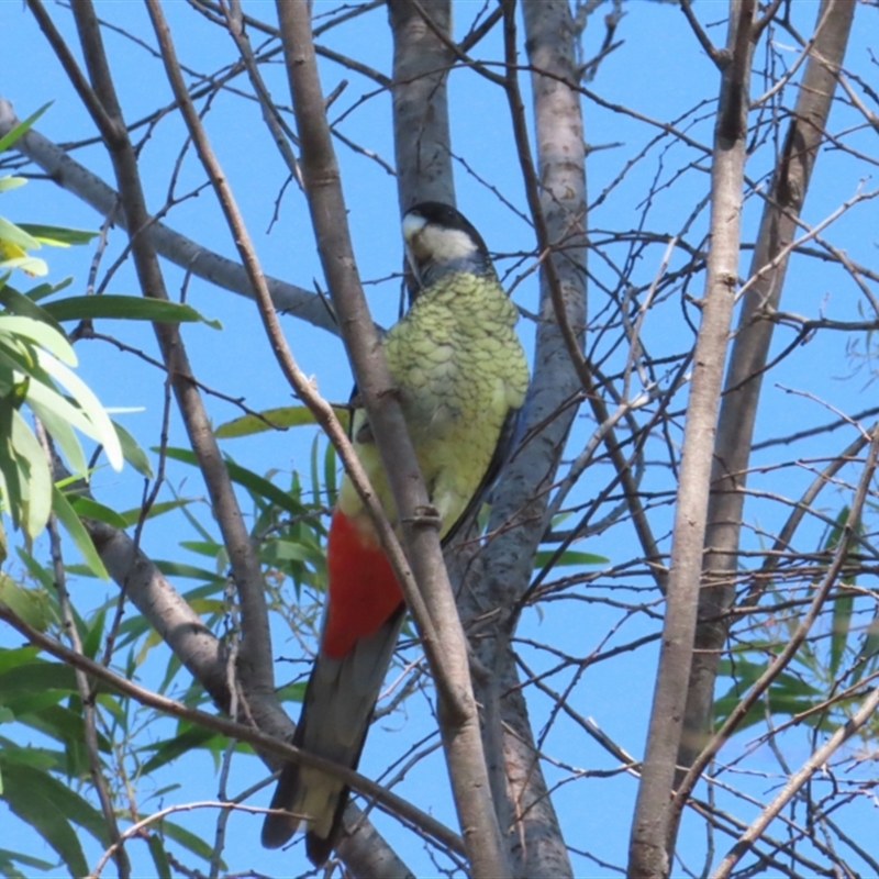 Platycercus venustus