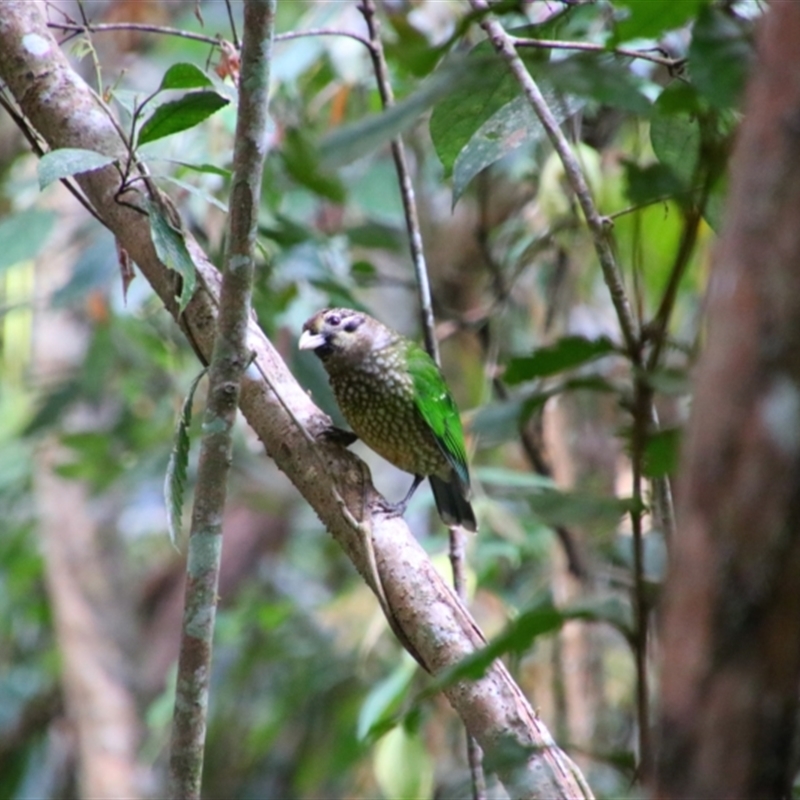 Ailuroedus maculosus