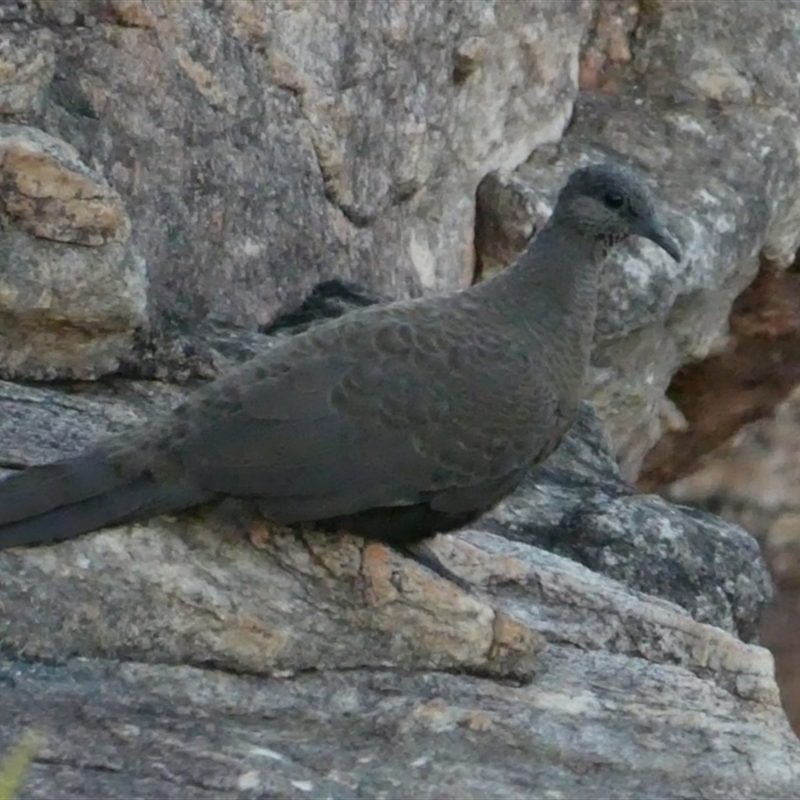 Petrophassa albipennis