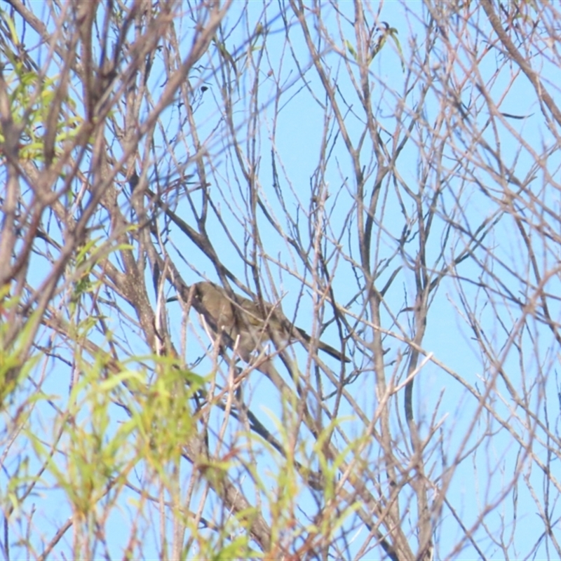 Territornis albilineata