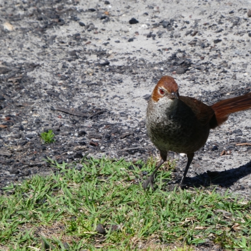 Dasyornis broadbenti