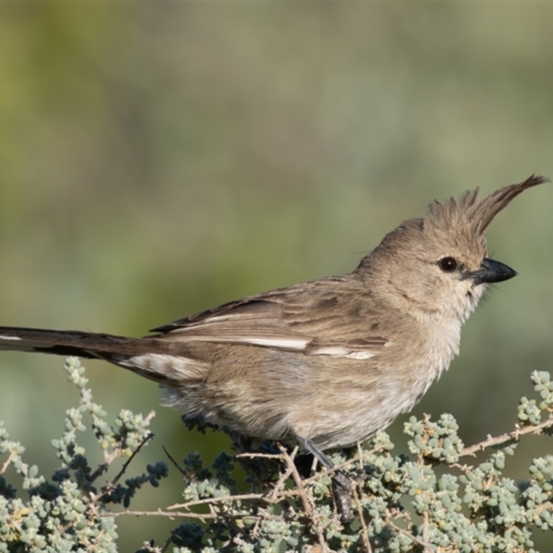 Psophodes cristatus