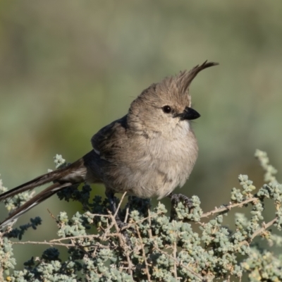 Psophodes cristatus