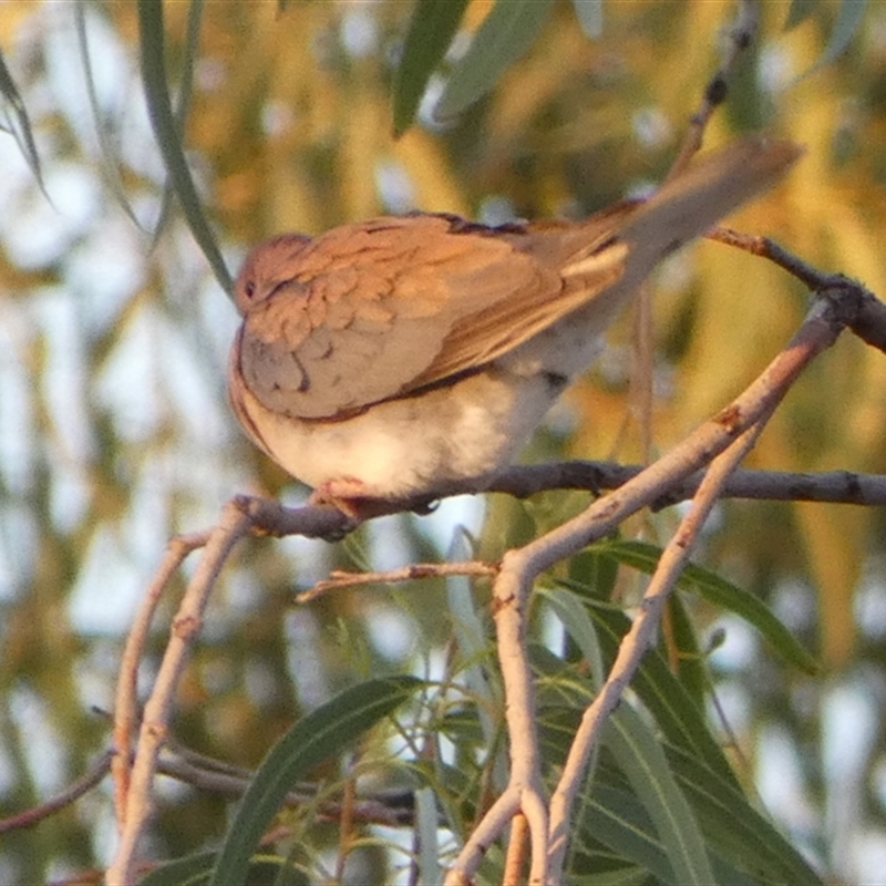 Spilopelia senegalensis