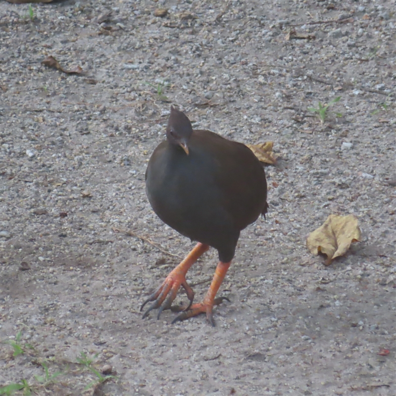 Megapodius reinwardt