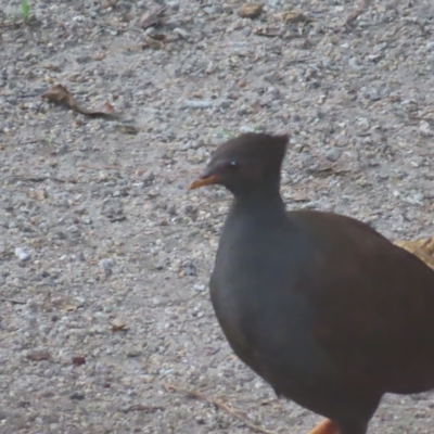 Megapodius reinwardt