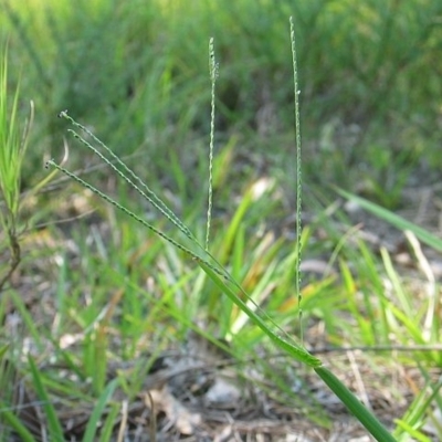 Axonopus fissifolius