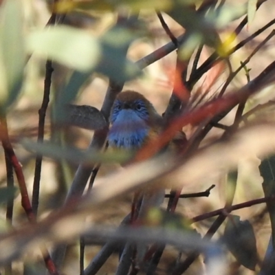 Stipiturus mallee