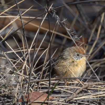 Stipiturus mallee