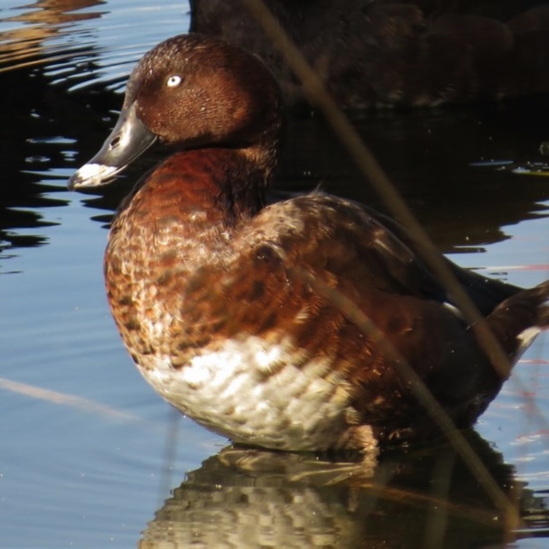 Aythya australis