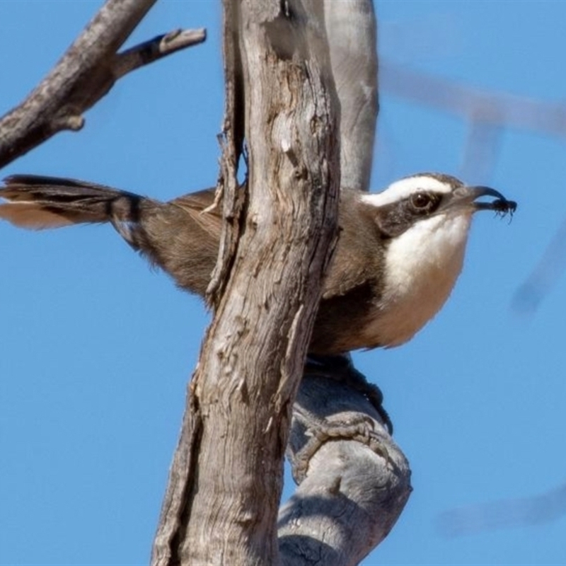 Pomatostomus halli