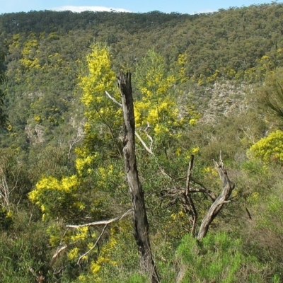 Jackie Miles, Wolumla Peak cliffs