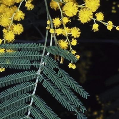 Acacia silvestris