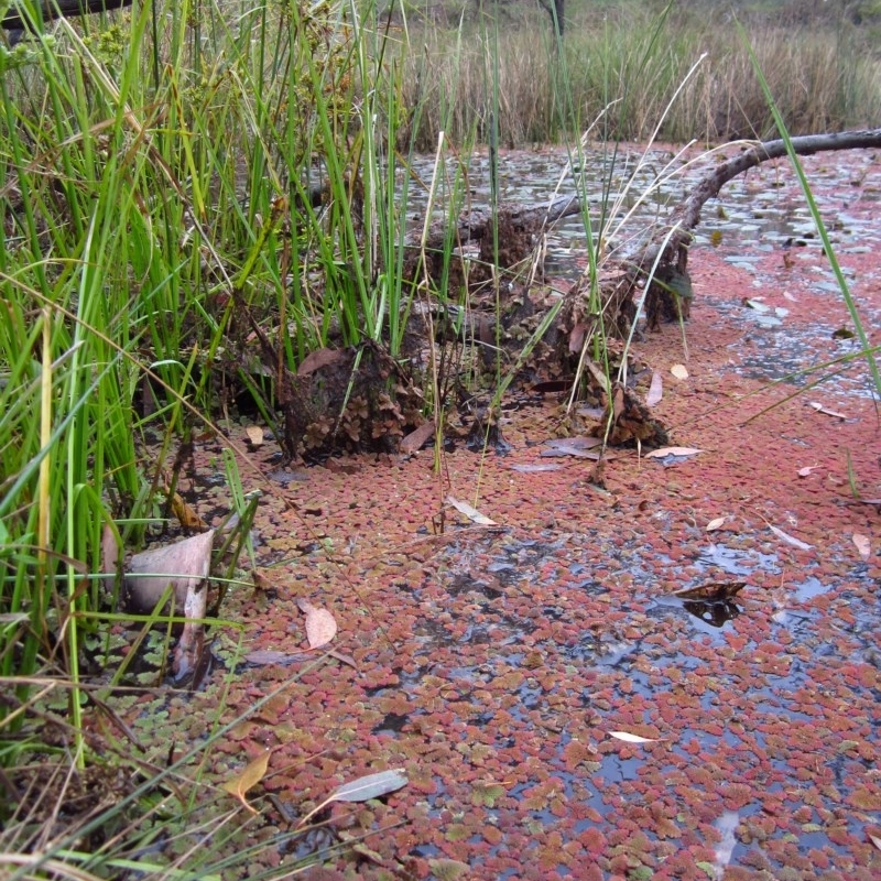 Azolla pinnata