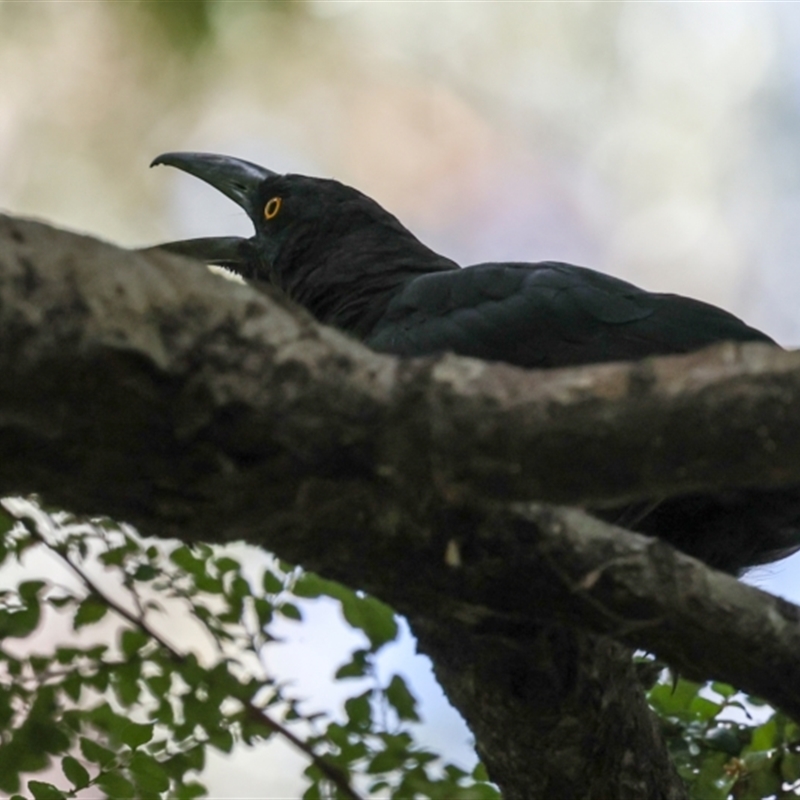 Strepera fuliginosa