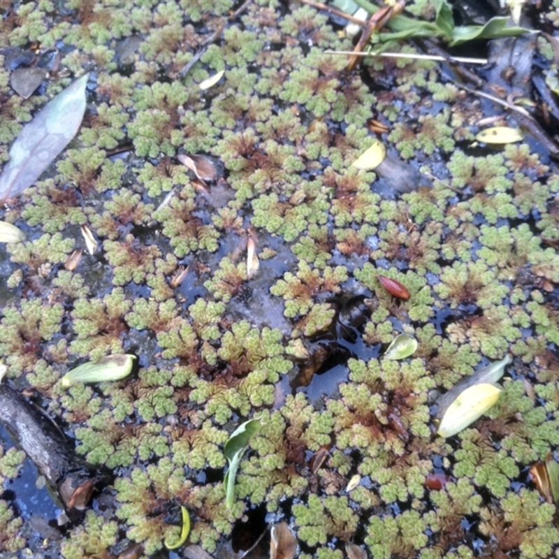 Azolla rubra