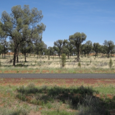 Allocasuarina decaisneana