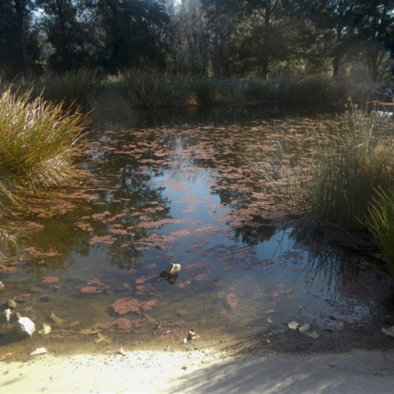 Azolla sp.