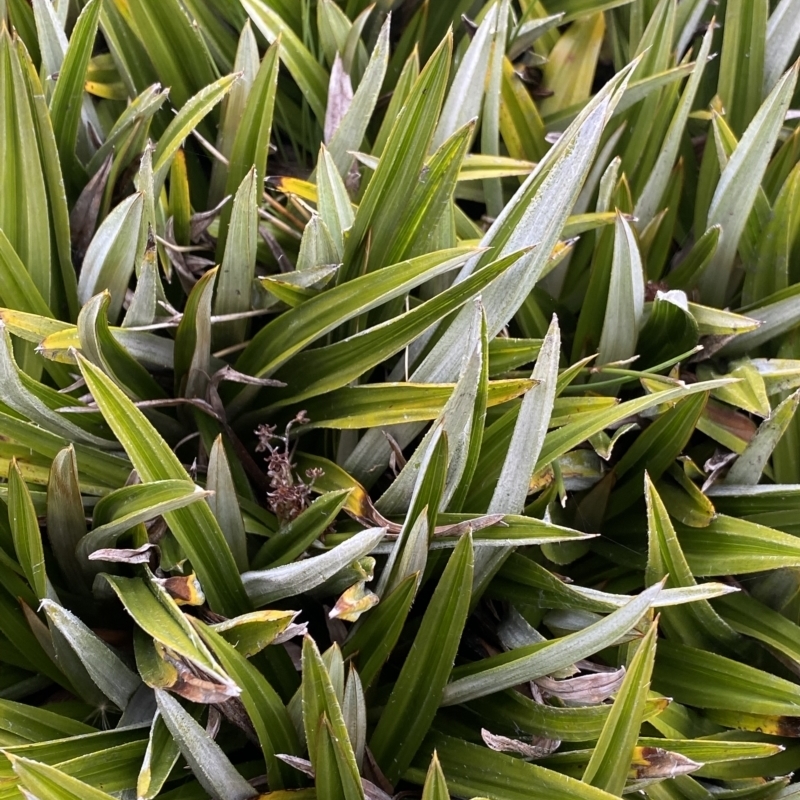 Astelia alpina var. novae-hollandiae