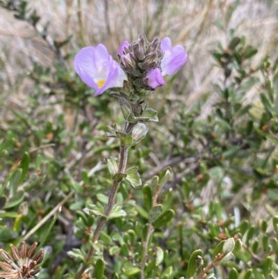 Euphrasia collina subsp. diversicolor