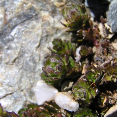 Euphrasia collina subsp. lapidosa