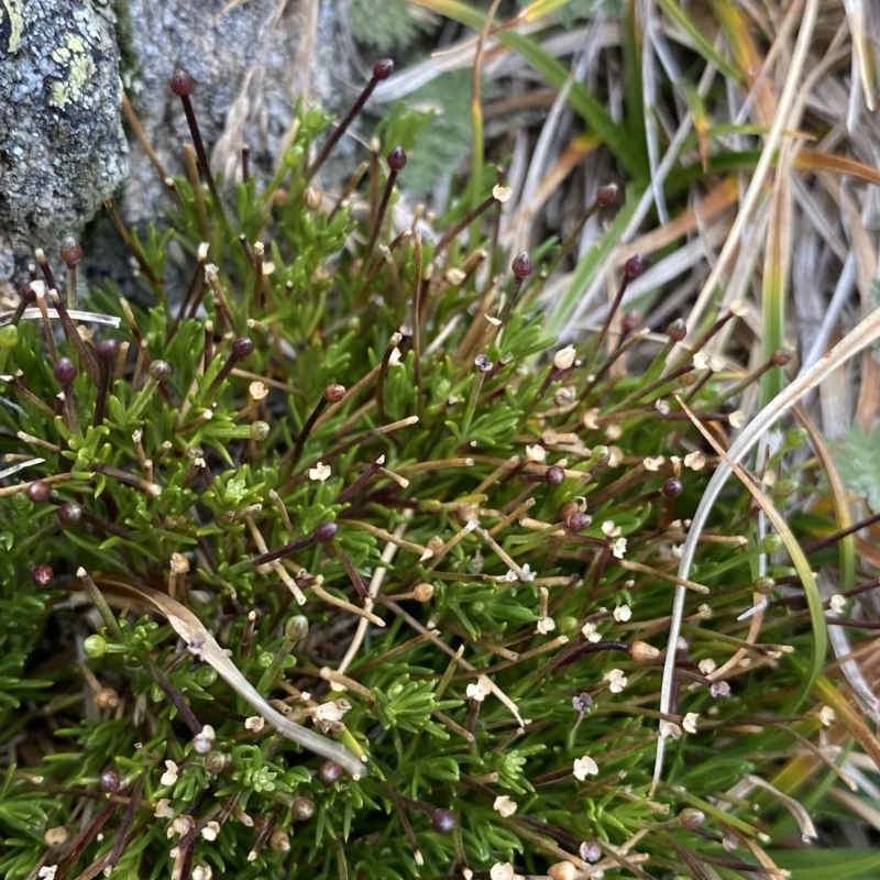 Scleranthus singuliflorus