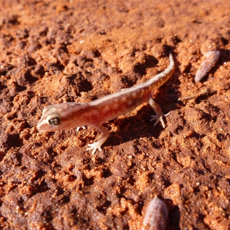 Lucasium stenodactylum