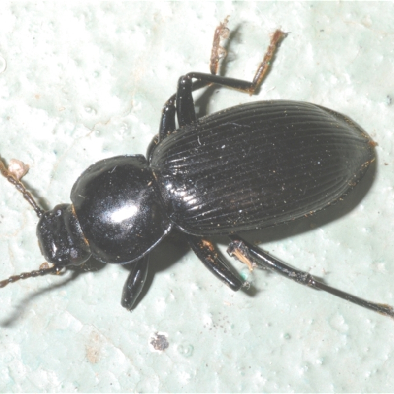 Apasis sp. (genus)