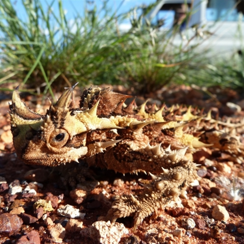 Moloch horridus