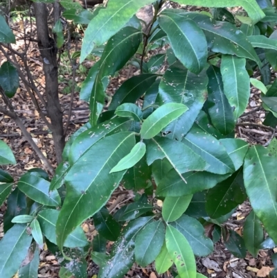 Backhousia citriodora