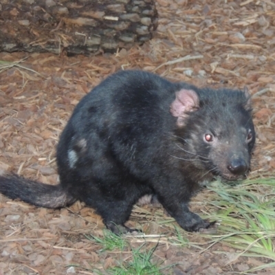 Sarcophilus harrisii