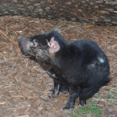 Sarcophilus harrisii