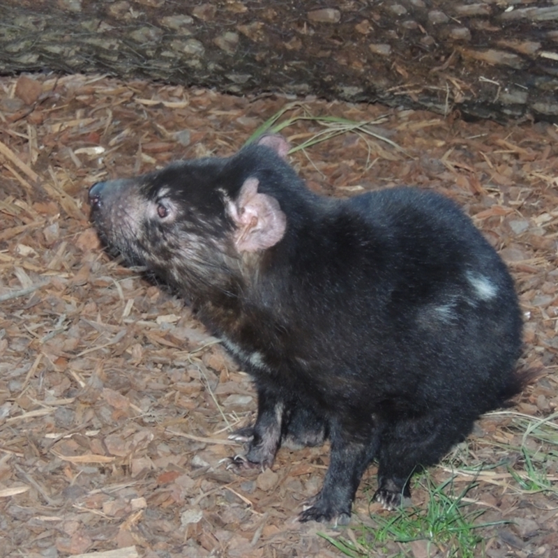 Sarcophilus harrisii