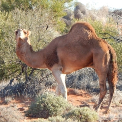 Camelus dromedarius