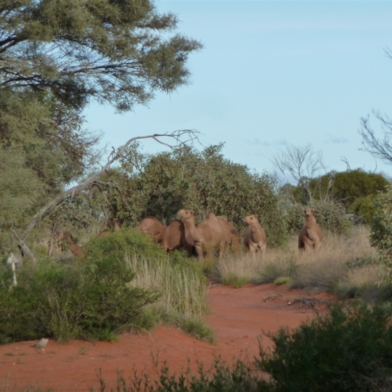 Camelus dromedarius