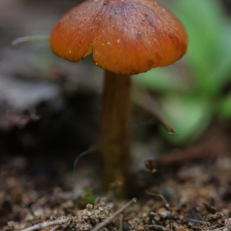 Hygrocybe conica