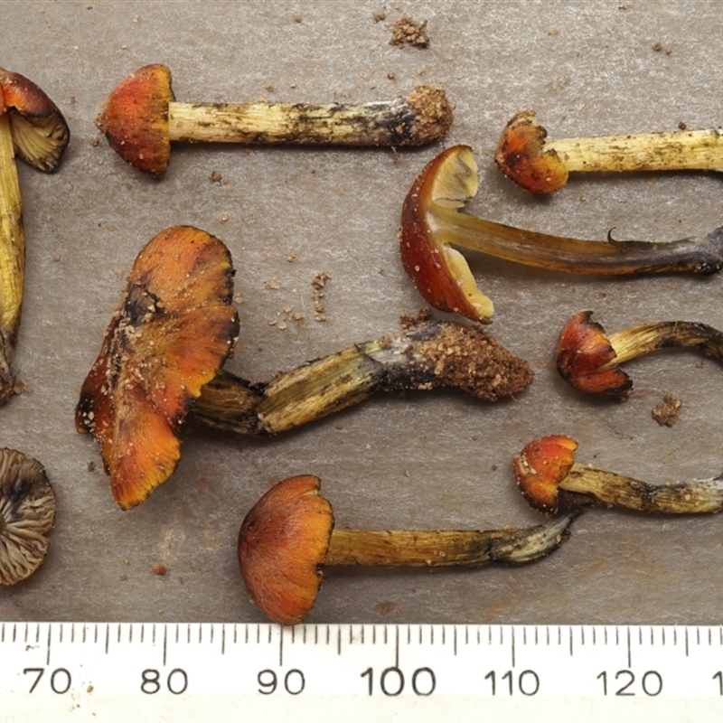 Hygrocybe conica