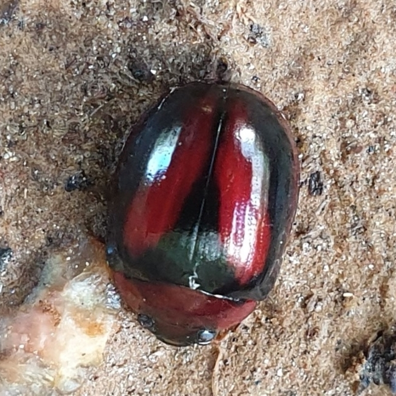 Paropsisterna erudita