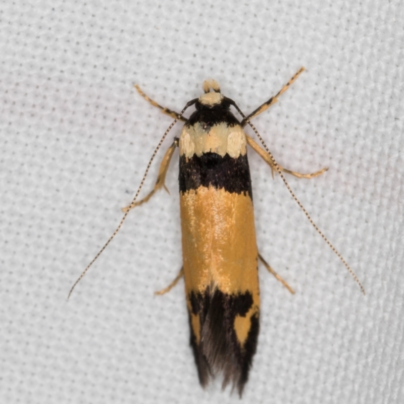 Cosmopterigidae (family) undescribed species