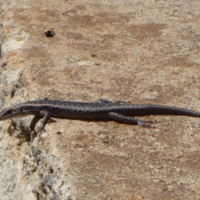 Cryptoblepharus buchananii