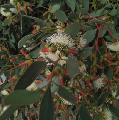 Eucalyptus incrassata