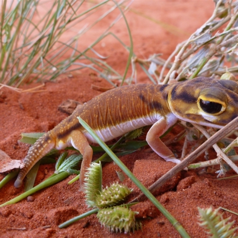 Nephrurus laevemissus