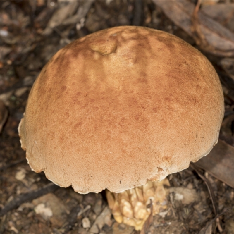 Austroboletus 'reticulate/lacunose stem'