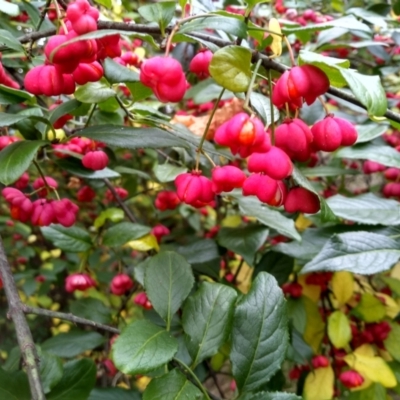 Euonymus europaeus