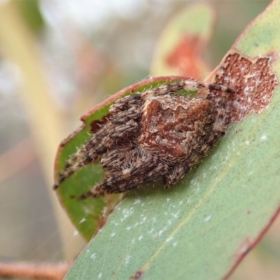 Backobourkia sp. (genus)