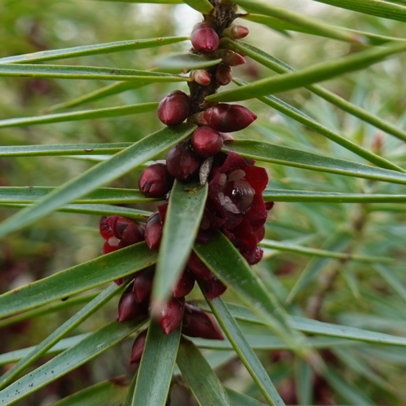 Melichrus erubescens