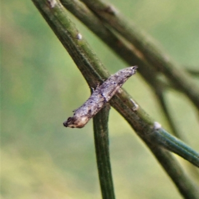 Gnathifera eurybias (Epermeniidae)