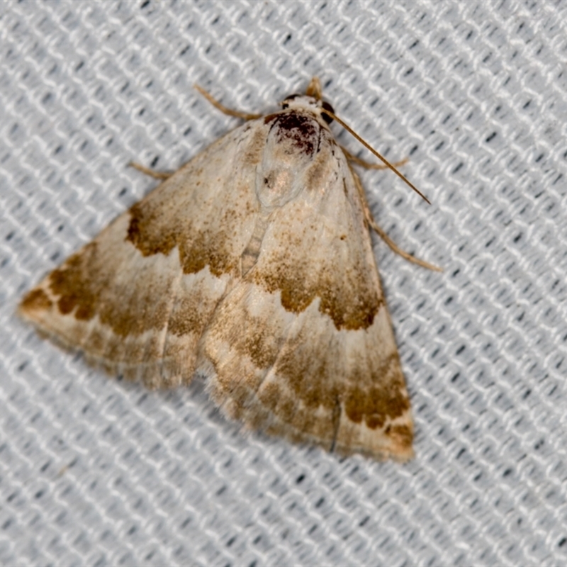 Acontiinae provisional species 1