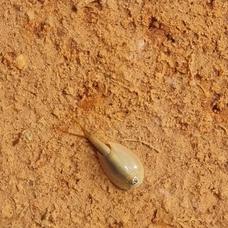 Triops australiensis