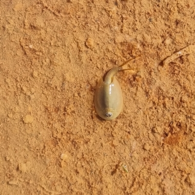 Triops australiensis